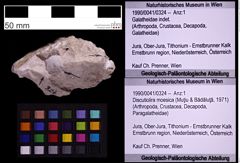 Foto (Objekt + Etiketten) von Discutiolira moesica (Muţiu & Bădăluţă, 1971) (NHMW-GEO-1990-0041-0324)